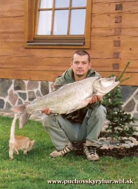 Bolen dravý, 99 cm, 10.3 kg