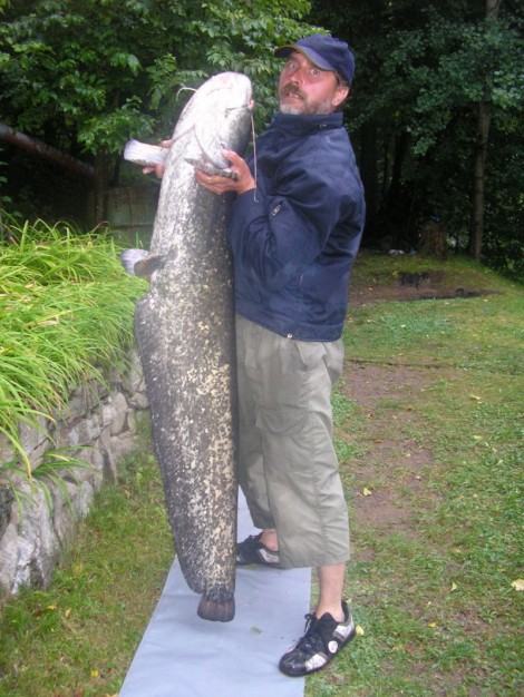 Sumec velký, 161 cm, 27.5 kg