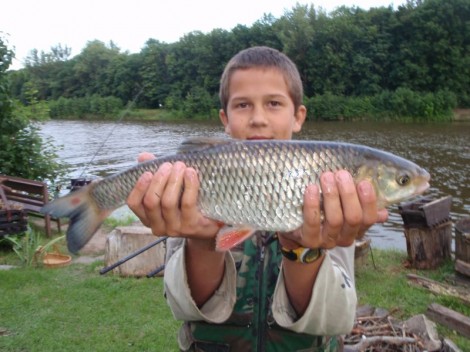 Jelec tloušť, 50 cm