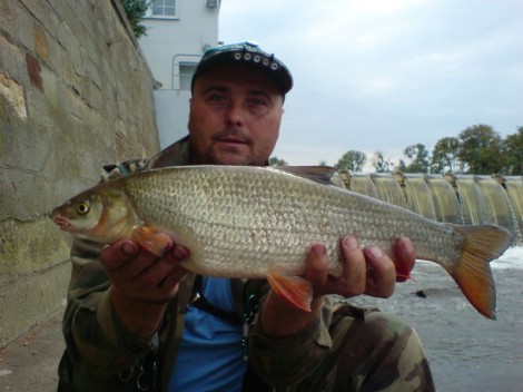 Ostroretka stěhovavá, 51 cm