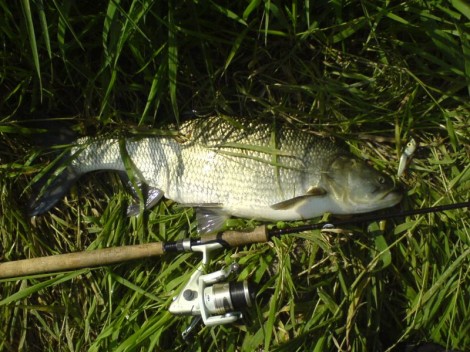Bolen dravý, 73 cm