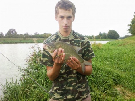 Cejn velký, 43 cm