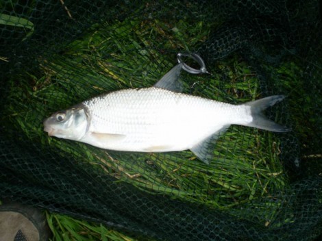 Podoustev říční, 27 cm