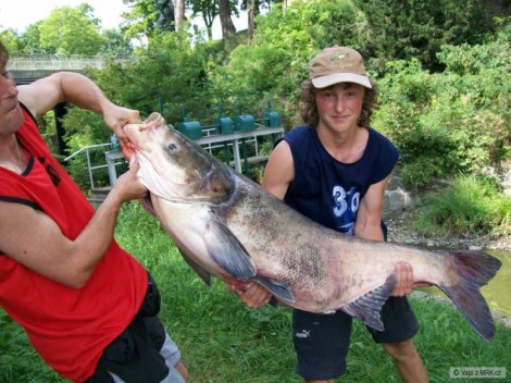 Tolstolobec pestrý, 132 cm, 39 kg