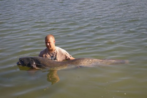 Sumec velký, 220 cm