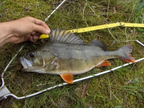 Okoun říční, 41 cm