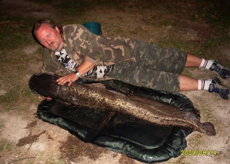 Sumec velký, 152 cm, 21.5 kg