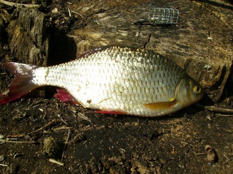 Perlín ostrobřichý, 19 cm
