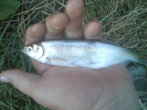 Ouklej obecná, 21 cm
