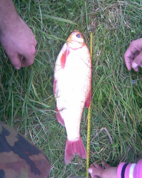 Jelec jesen, 41 cm