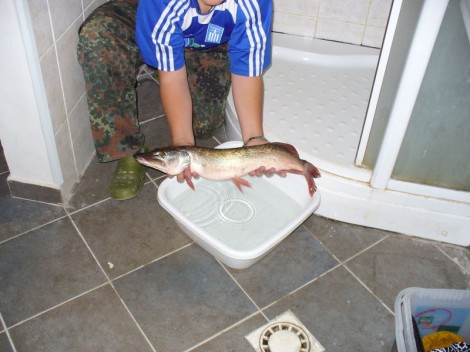Štika obecná, 64 cm, 3.2 kg