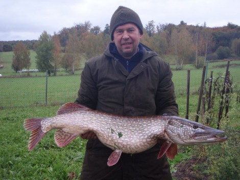 Štika obecná, 110 cm, 11.5 kg