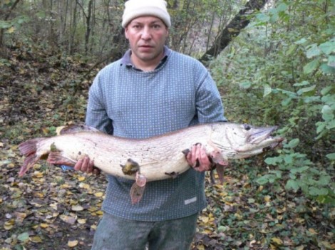 Štika obecná, 110 cm, 15 kg