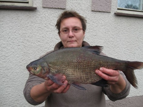 Cejn velký, 49 cm