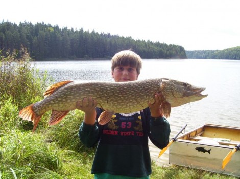 Štika obecná, 105 cm, 7.5 kg