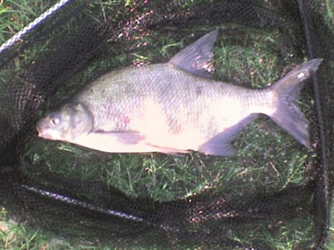 Cejn velký, 55 cm, 2.5 kg