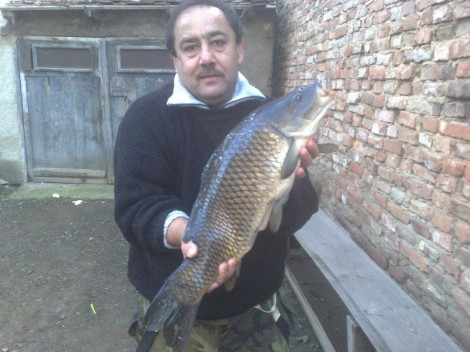Kapr obecný, 65 cm, 6.6 kg