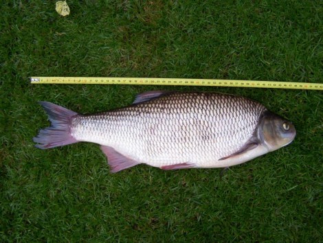 Jelec jesen, 48 cm, 2 kg