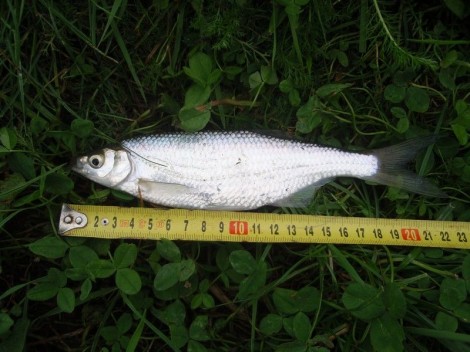 Ouklej obecná, 22 cm