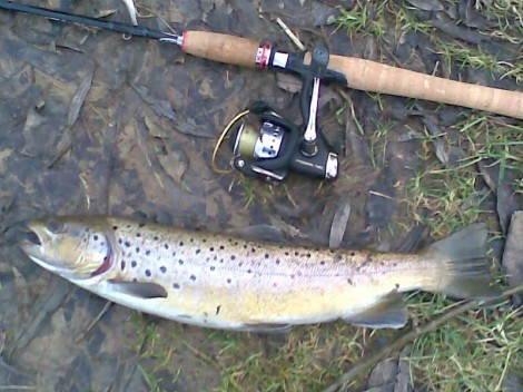 Pstruh obecný, 44 cm, 1.3 kg