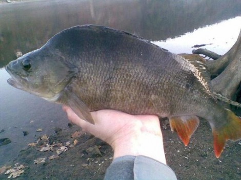 Okoun říční, 46 cm, 1.4 kg