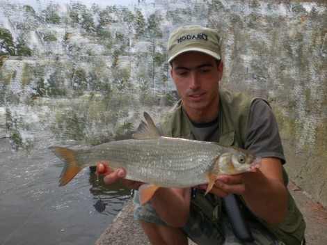 Ostroretka stěhovavá, 49 cm