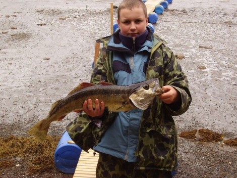 Treska pollack, 72 cm, 3.5 kg