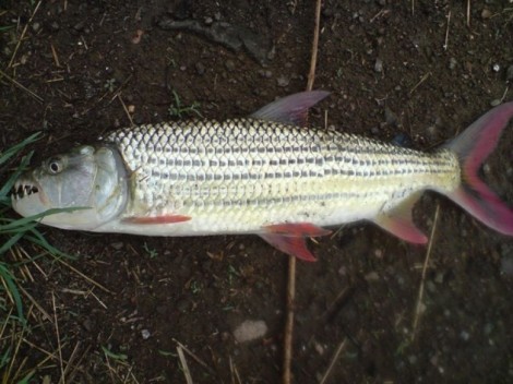 Tigerfish, 55 cm