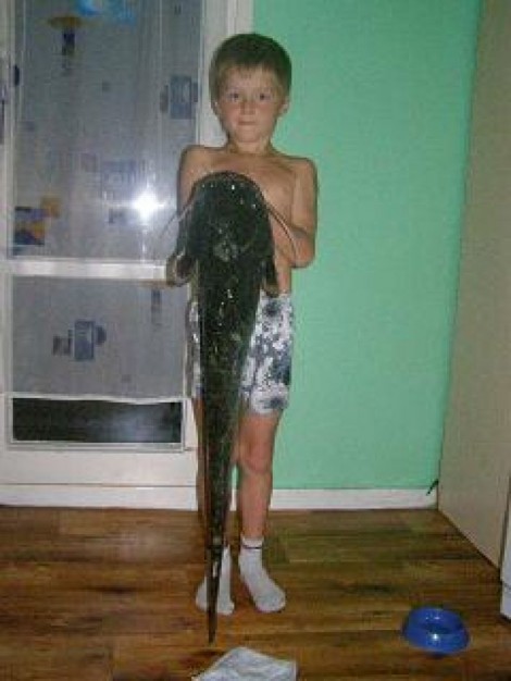 Sumec velký, 89 cm, 6.45 kg