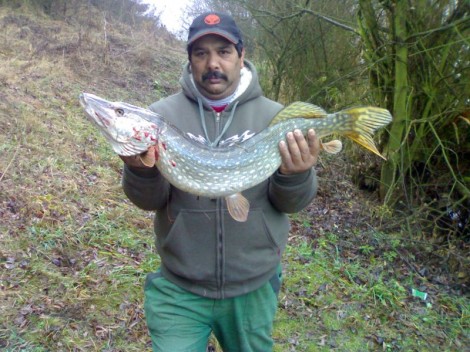 Štika obecná, 95 cm, 7.3 kg