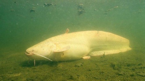 Sumec velký, 221 cm, 78 kg