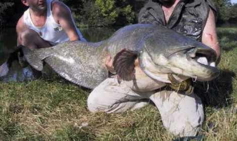 Sumec velký, 210 cm, 60 kg