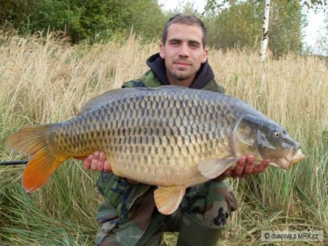 Kapr obecný, 90 cm, 14.5 kg