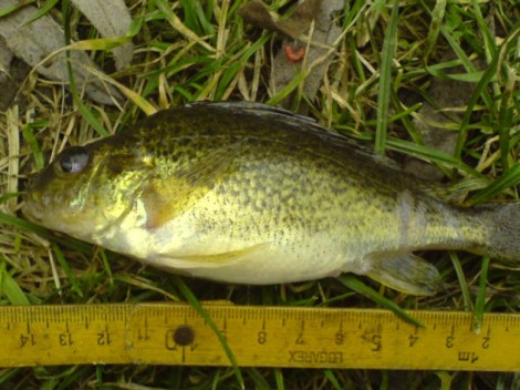 Ježdík obecný, 17 cm, 0.3 kg