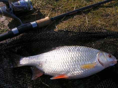 Plotice obecná, 35 cm