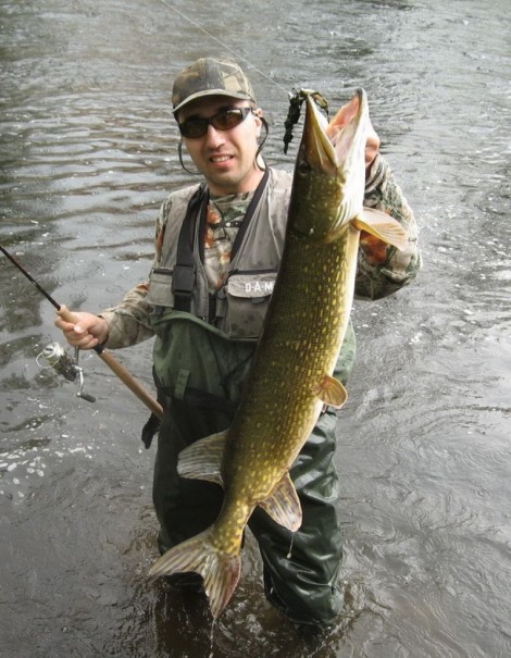 Štika obecná, 108 cm, 7.8 kg