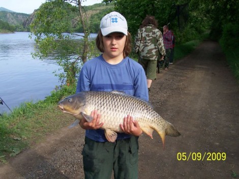 Kapr obecný, 78 cm, 12 kg