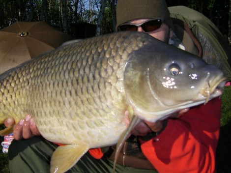 Kapr obecný, 82 cm, 12.2 kg