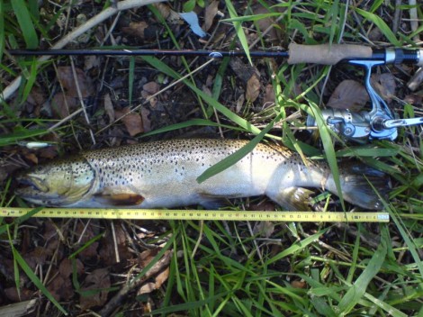 Pstruh obecný, 51 cm, 1.3 kg