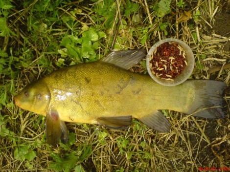 Lín obecný, 47 cm