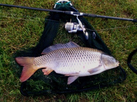 Kapr obecný, 75 cm, 10 kg