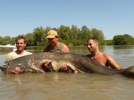 Sumec velký, 262 cm, 116 kg