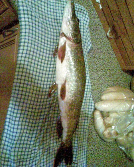 Štika obecná, 62 cm