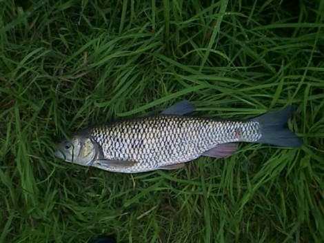 Jelec tloušť, 47 cm, 1.7 kg