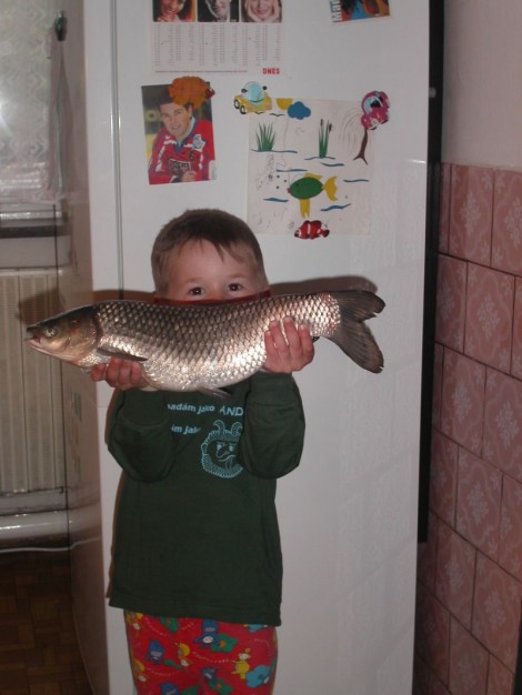 Amur bílý, 60 cm, 5 kg