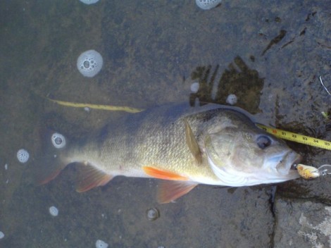 Okoun říční, 33 cm