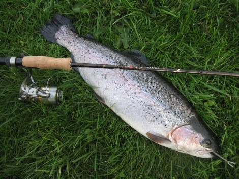 Pstruh duhový, 54 cm, 2.1 kg