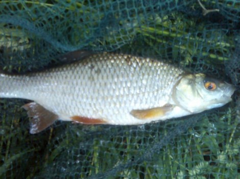 Plotice obecná, 40 cm