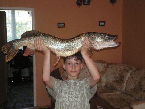 Štika obecná, 93 cm, 7 kg