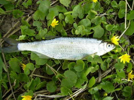 Ouklej obecná, 21.5 cm